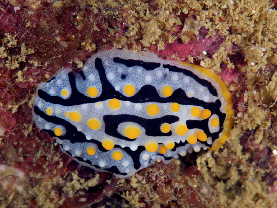  Phyllidia exquisita (Sea Slug)